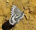 Arrowhead Blue - Hodges#4371