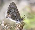 Arrowhead Blue - Hodges#4371 - photo 2