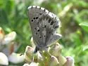 Arrowhead Blue - Hodges#4371 - photo 3
