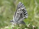 Arrowhead Blue - Hodges#4371 - photo 4