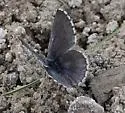 Arrowhead Blue - Hodges#4371 - photo 5