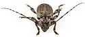 Glaucotes yuccivorus