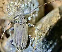 Glaucotes yuccivorus - photo 2