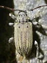 Glaucotes yuccivorus - photo 3