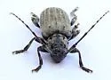 Glaucotes yuccivorus - photo 4