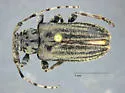 Glaucotes yuccivorus - photo 5