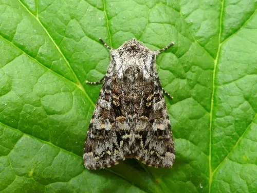Glaucous Shears - Papestra biren