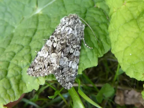 Glaucous Shears - photo 2