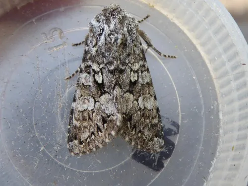 Glaucous Shears - photo 3
