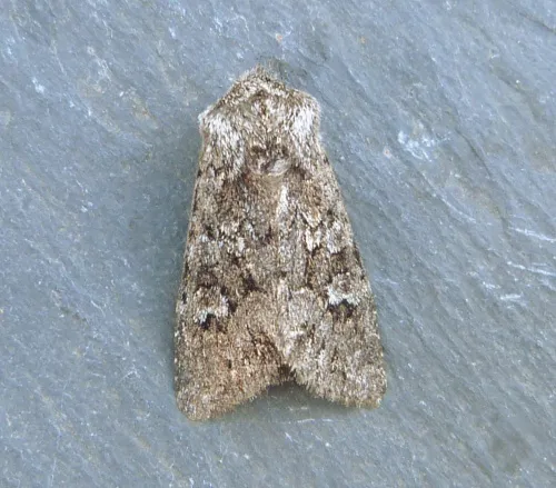 Glaucous Shears - photo 4