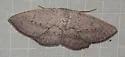 Blueberry Gray Moth - Hodges#6450 - photo 2