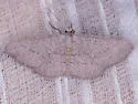 Blueberry Gray Moth - Hodges#6450 - photo 3