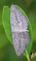 Blueberry Gray Moth - Hodges#6450 - photo 4