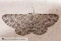 Glena furfuraria - Hodges#6446 - photo 3