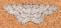 Glena furfuraria - Hodges#6446 - photo 5