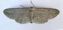 Glena interpunctata - Hodges#6451 - Glena interpunctata
