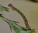 Glena interpunctata - Hodges#6451 - photo 4