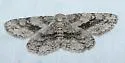 Glena nigricaria - Hodges#6448 - Glena nigricaria