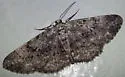 Glena nigricaria - Hodges#6448 - photo 3