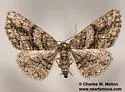 Glena nigricaria - Hodges#6448 - photo 4