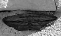 Five-lined Gray - Hodges#6453 - photo 2