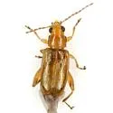 Glenidion flexicaulis - photo 2