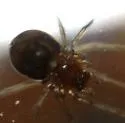 Glenognatha foxi