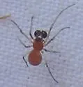 Glenognatha foxi - photo 2