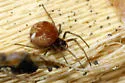 Glenognatha foxi - photo 3