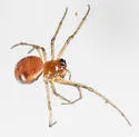 Glenognatha foxi - photo 4
