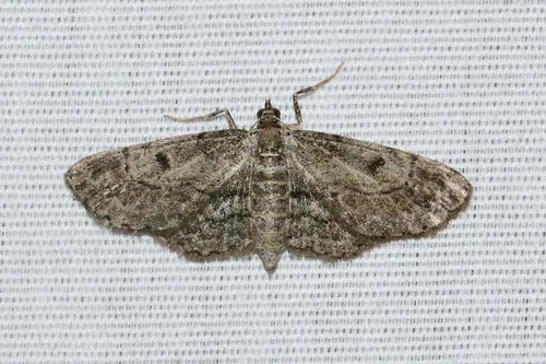 Glenoides lenticuligera - Hodges#6444