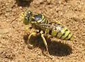 Glenostictia pictifrons