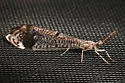 Western Picture-winged Antlion