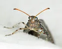 Western Picture-winged Antlion - photo 2