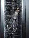 Western Picture-winged Antlion - photo 3