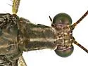 Western Picture-winged Antlion - photo 4