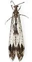 Snow's Picture-winged Antlion