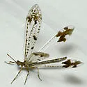 Snow's Picture-winged Antlion - photo 4