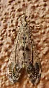 Snow's Picture-winged Antlion - photo 5