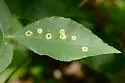 Hickory Sticky Leaf Spot Midge - photo 2