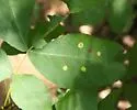 Hickory Sticky Leaf Spot Midge - photo 3