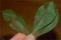 Hickory Sticky Leaf Spot Midge - photo 4