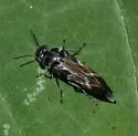Glipa hilaris