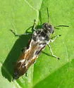 Glipa hilaris - photo 2