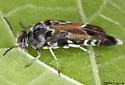 Glipa hilaris - photo 3