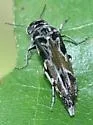 Glipa hilaris - photo 4