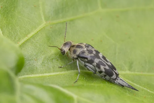 Glipa malaccana