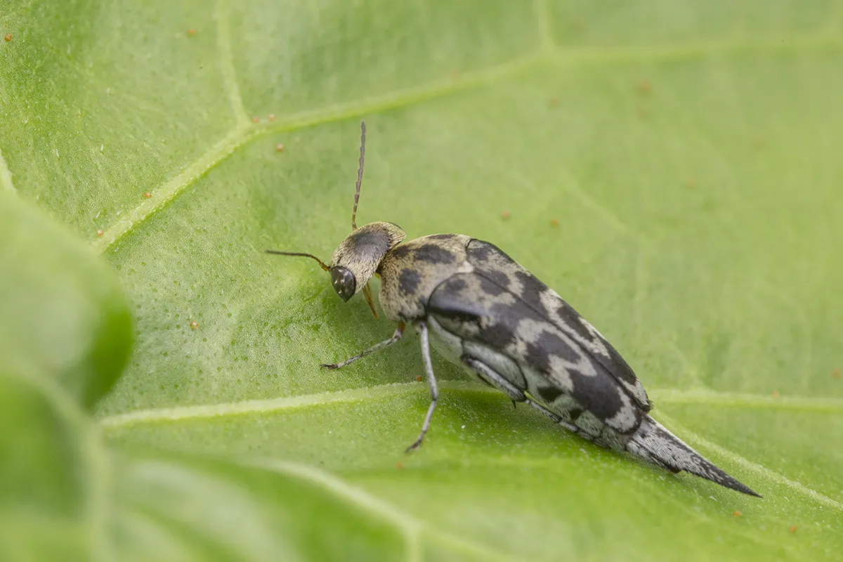 Glipa malaccana - photo 3