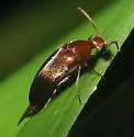 Glipostenoda ambusta - photo 3
