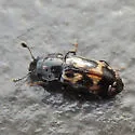 Glischrochilus confluentus